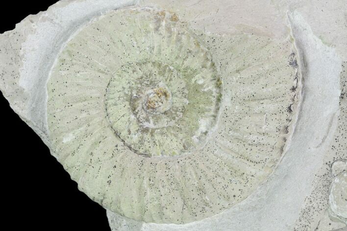 Ammonite (Orthosphinctes) Fossil on Rock - Germany #125877